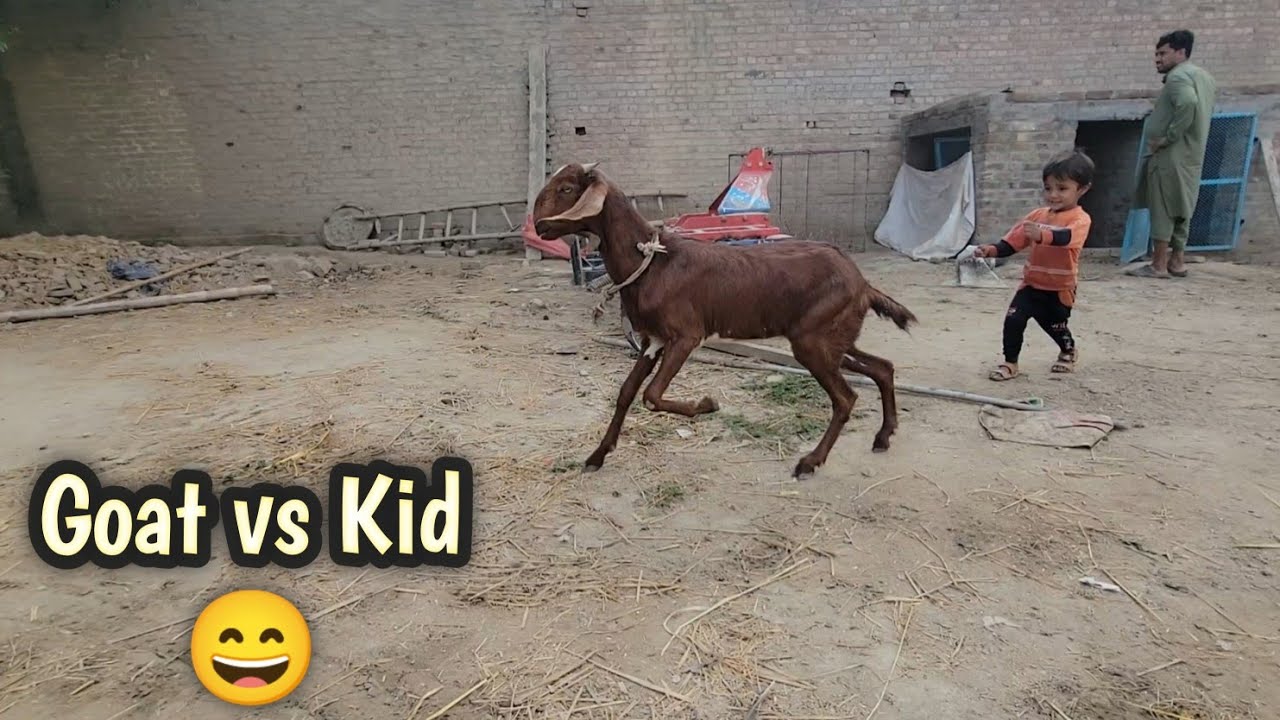 Little Boy Running With His Pet Goat | Real Village Farm Life 🐐