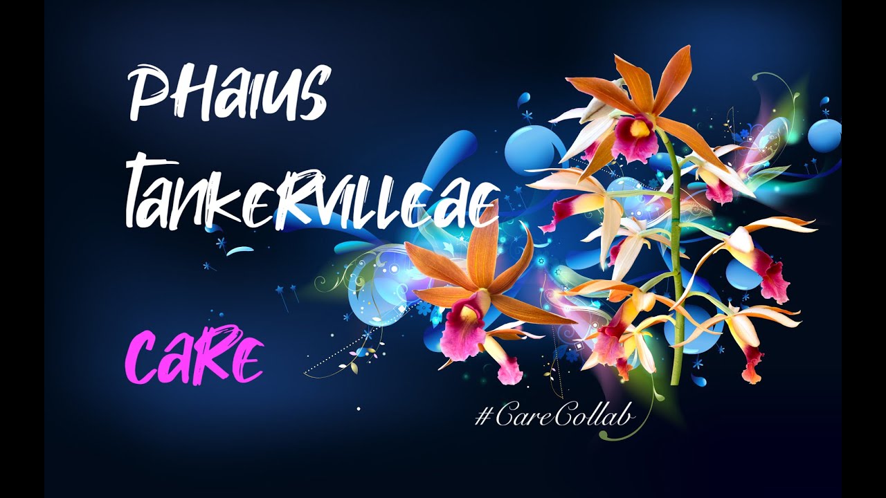Phaius tankervilleae CARE | SELF - WATERING & LECA | Ground Orchid Care #ninjaorchids  #CareCollab