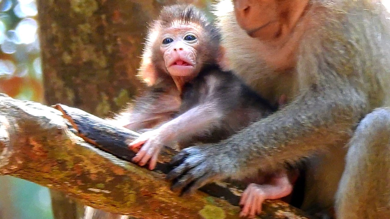 Negligible moment..Tiny AVERY not confident to pass the difficult step, young mom not hold.