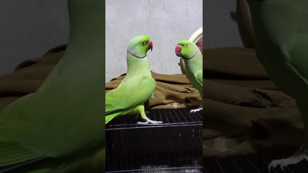 Ringneck parrot talking 🤩 