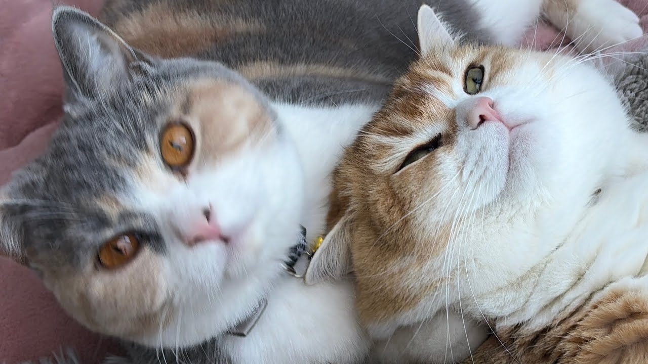 【1分耐久】子猫が特大巨猫に毛づくろいする姿がかわいすぎる