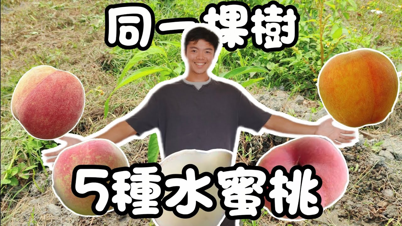 挑戰一樹5桃🍑同一棵樹生不同品種桃子？耗時一個月紀錄！挑戰嫁接5種桃在同一株 | 紅龍兄