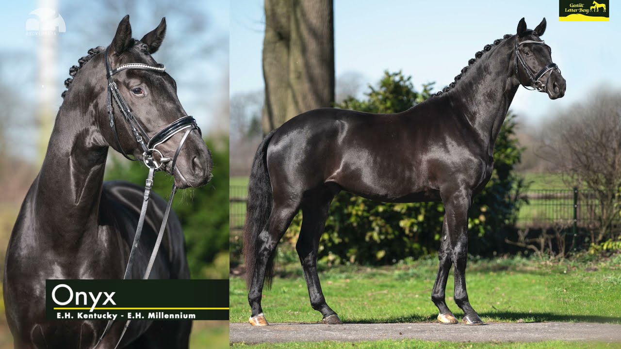 Gestüt Letter Berg, Hengst Onyx – Trakehner, geb. 2018, Von Kentucky –  Millenium – Hohenstein