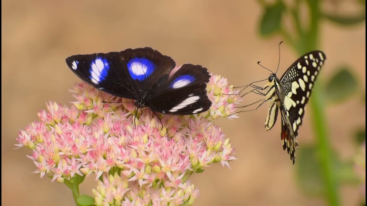 Spring Wildlife 4K HDR — Relaxing Study Music | Peaceful Nature Awakening (No Talking)