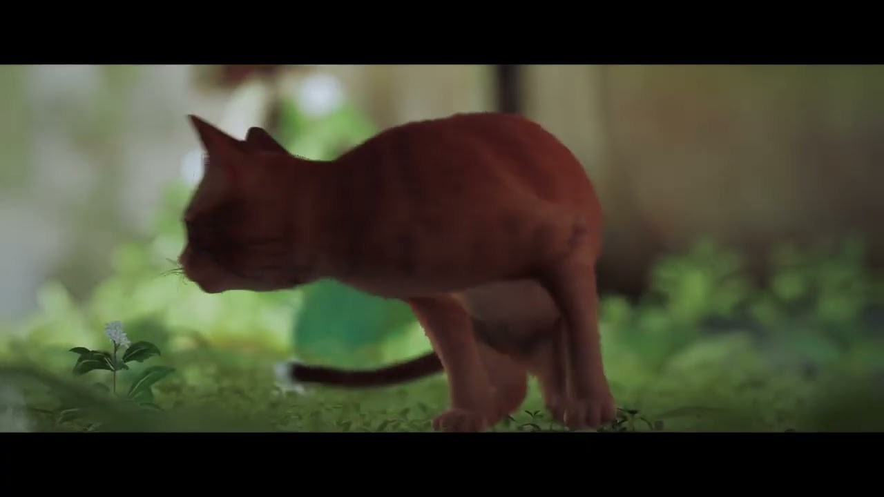 Stray