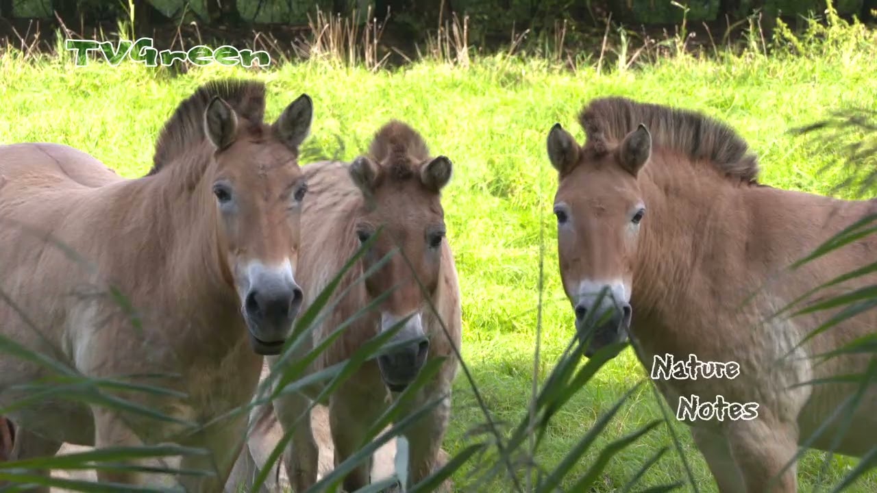 LibraryLook: Przewalski Horses in Nature Area