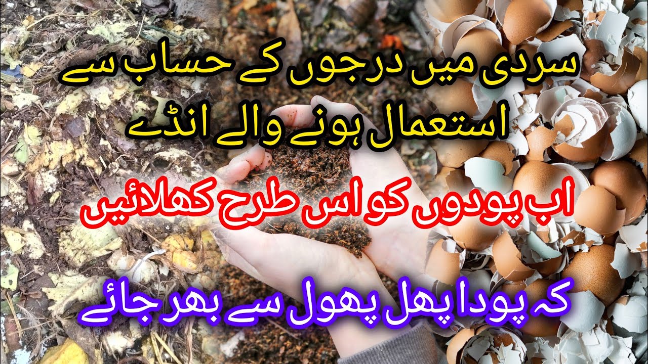 Best Organic Fertilizer For Plants | How To Make Kitchen Waste Compost At Home