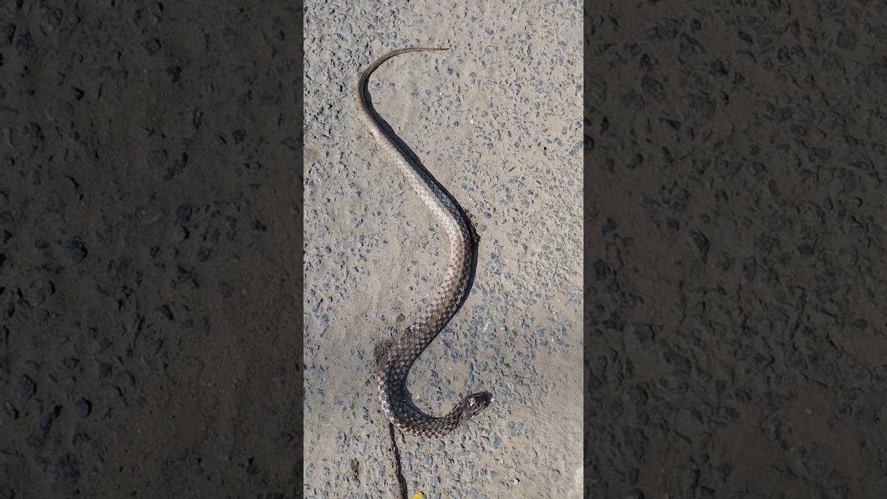 GJ.... Snake on the Road near Taramani Law college