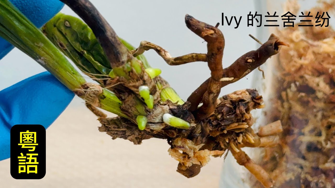 蘭花（221 ） （粵語）最簡易的蘭花誘發新根方法