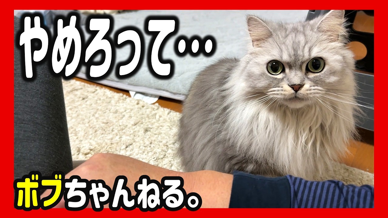 突然キレて面倒くさい猫がこちらです。