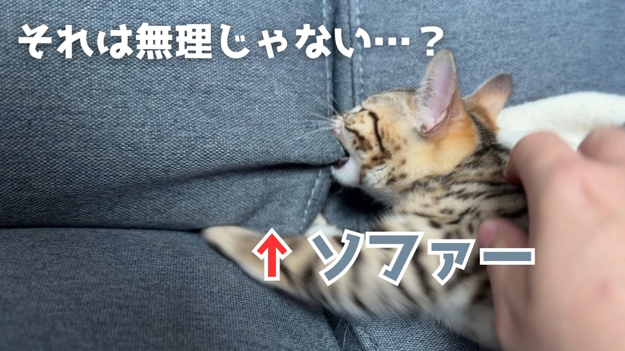 【生後２か月子猫】気に入ったものは何でも持ち去る子猫はこちらです