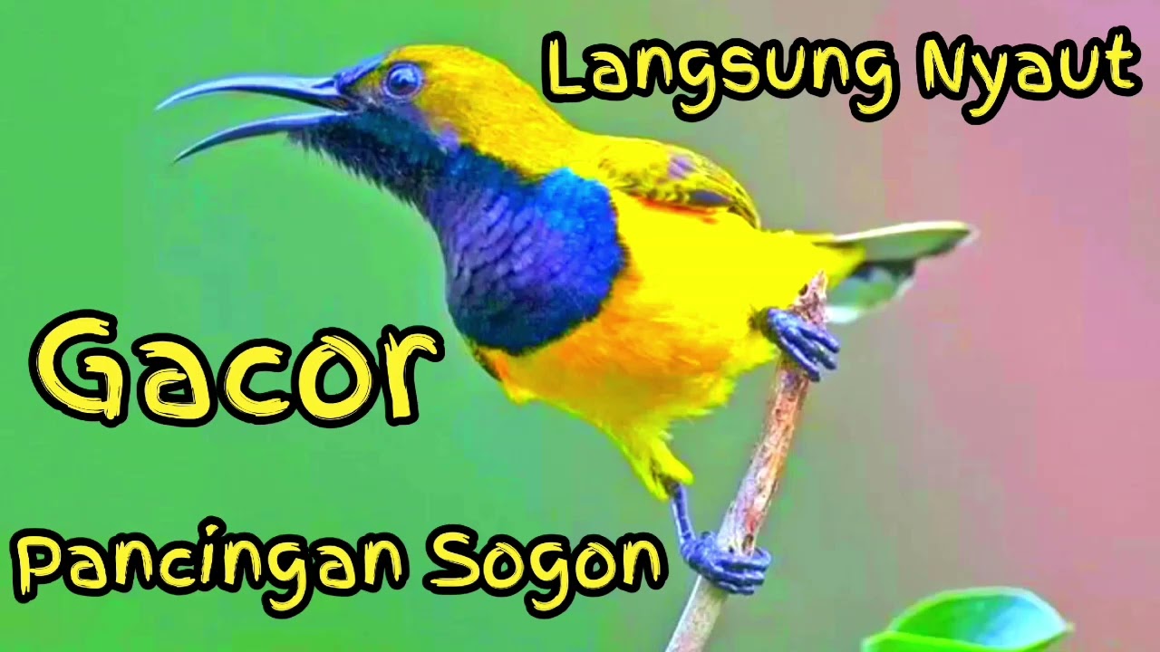 SUARA SOGON❗❗BAHAN SUPER AMPUH PASTI BIKIN GACOR SOGON YANG MACET BUNYI