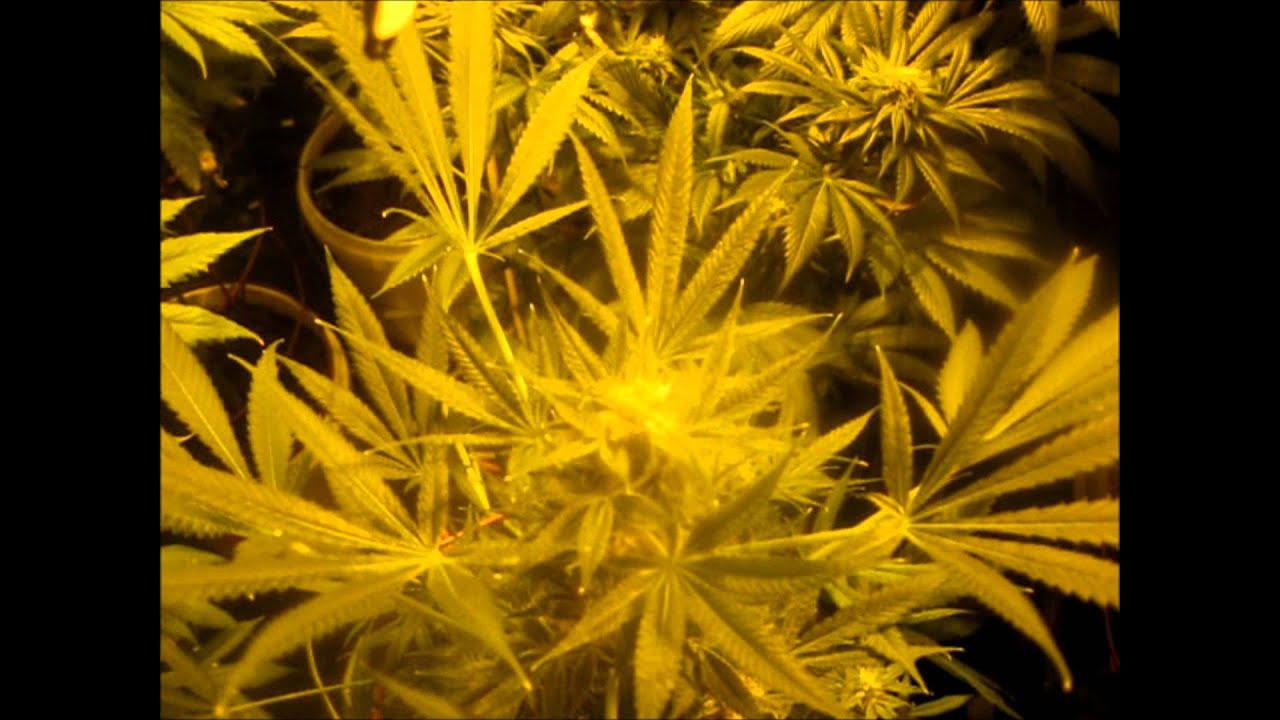 ITC Genetics F1 Test Day 52,45,6 of Flower with Advanced Nurtients!