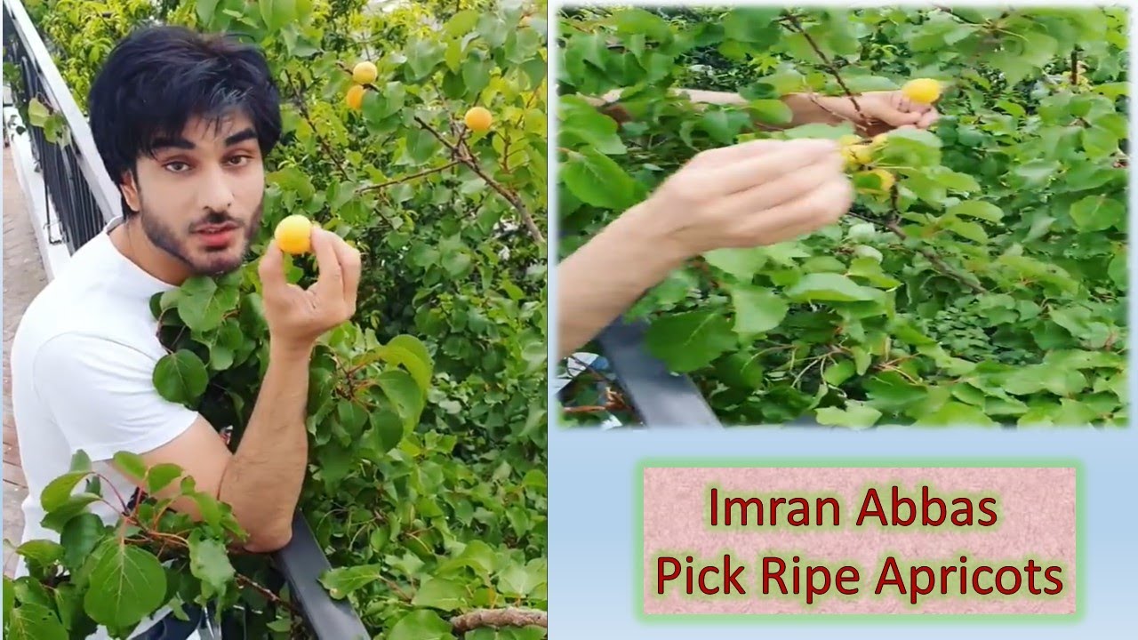 Imran Abbas Pick Some Ripe Apricots (Hobani) | Imran Abbas at Home | Imran Abbas Fans Official