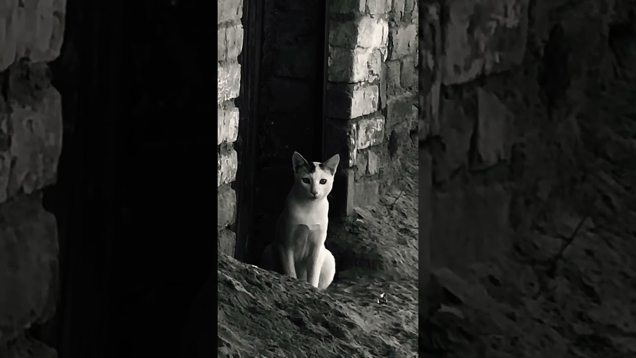 Pyaari billi 🐈&zwj;⬛ #shorts #virovideo #reels #billi #kabaddiplayera
