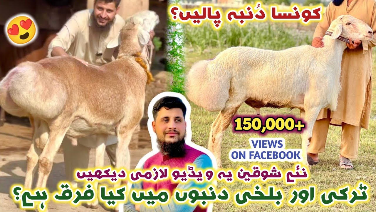 Turkey Aur Balkhi Dumbo Mein Kya Farq Hai? Difference Between Turkey & Balkhi Sheep | Izhar Ali Shah