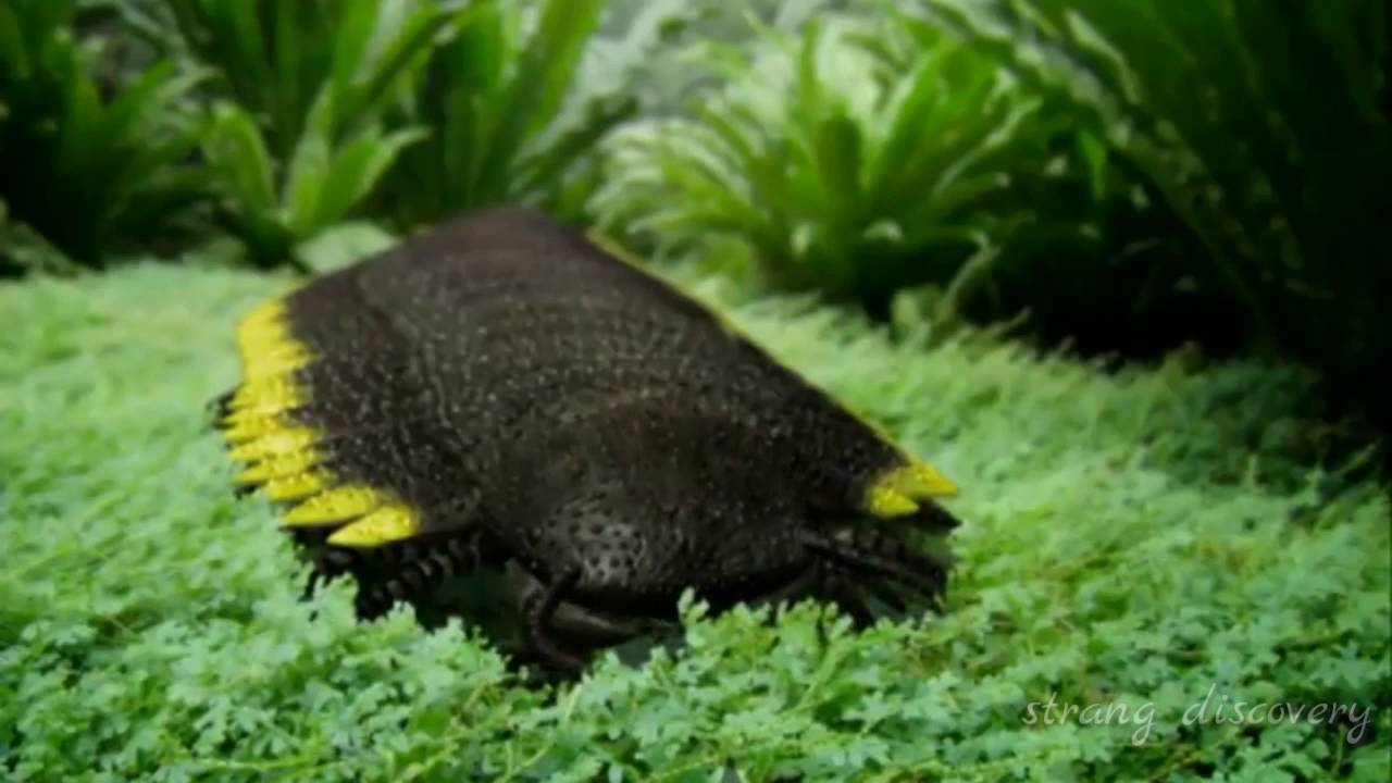 Giant Arthropods || Strangest Arthropods || Biggest Arthropods in the world