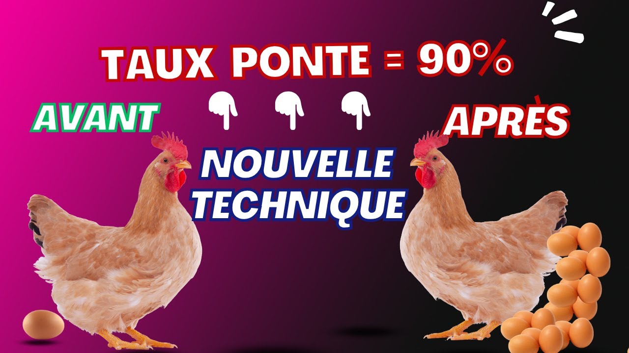 Comment Augmenter le Taux de Ponte de vos Poules Facilement !