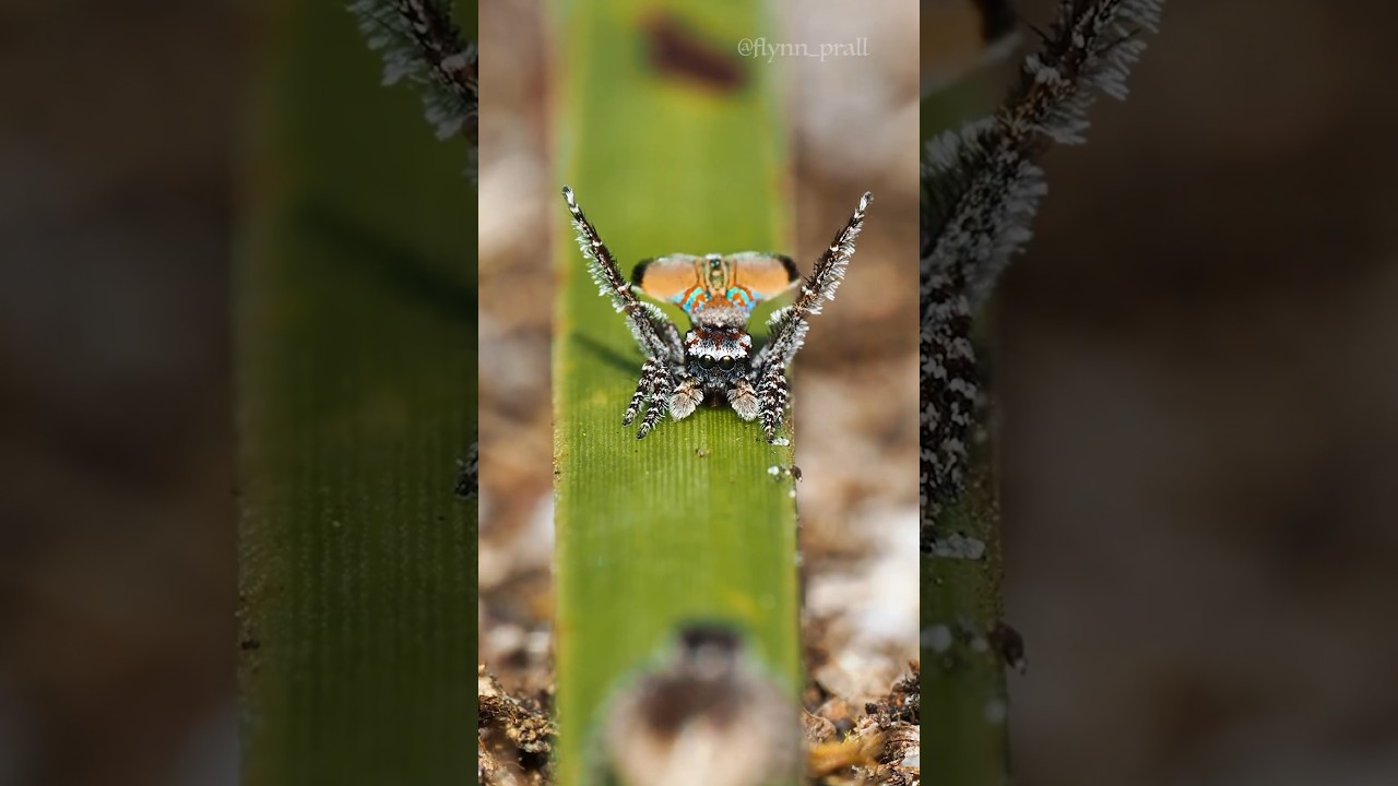 Maratus aquilus courtship dance!