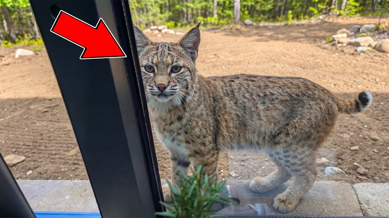 Rescued Bobcat Comes Back Every Day to Visit the Man Who Saved Her, Until This Happened..