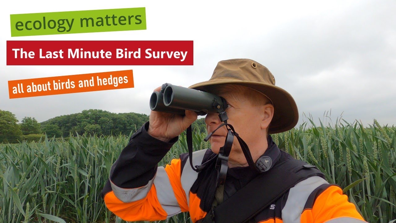 The last minute bird survey