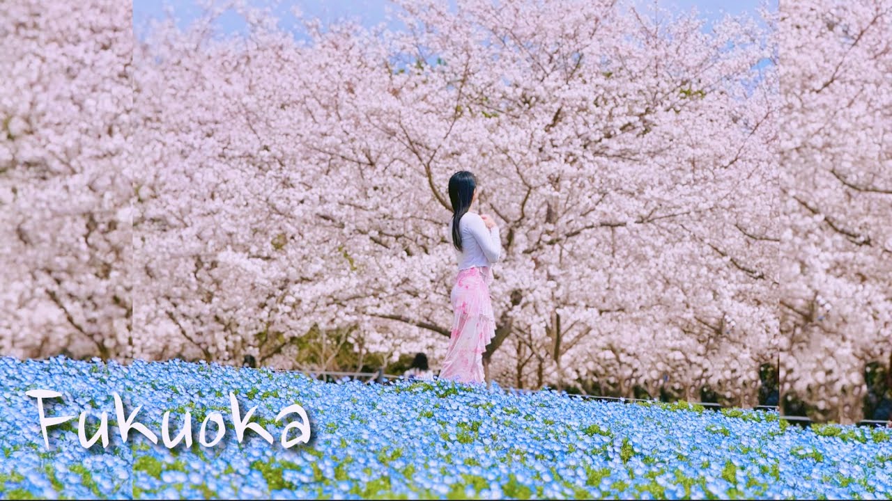 [Vlog] 벚꽃보러 다녀온 후쿠오카 2박 3일 여행 🇯🇵🌸 l 후쿠오카성 벚꽃축제 l 우미노나카미치 해변공원 l 네모필라꽃 l 벚꽃축제 라이트업 l 나인아워스 캡슐호텔