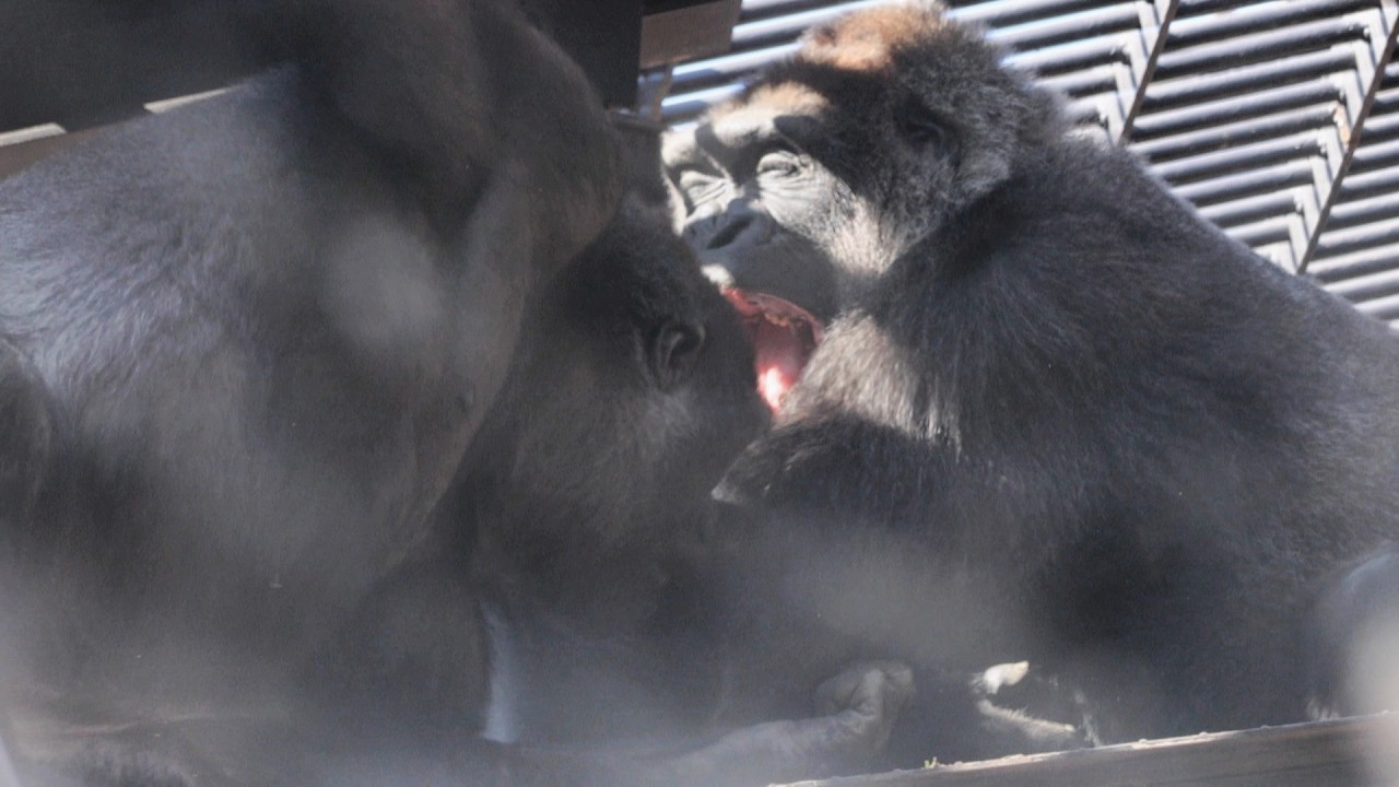 やんちゃな子ゴリラ・キンタロウ、パパママゴリラから大切なことを学ぶ日｜京都市動物園｜撮影日2026.2.4｜【きょうのゴリラ】