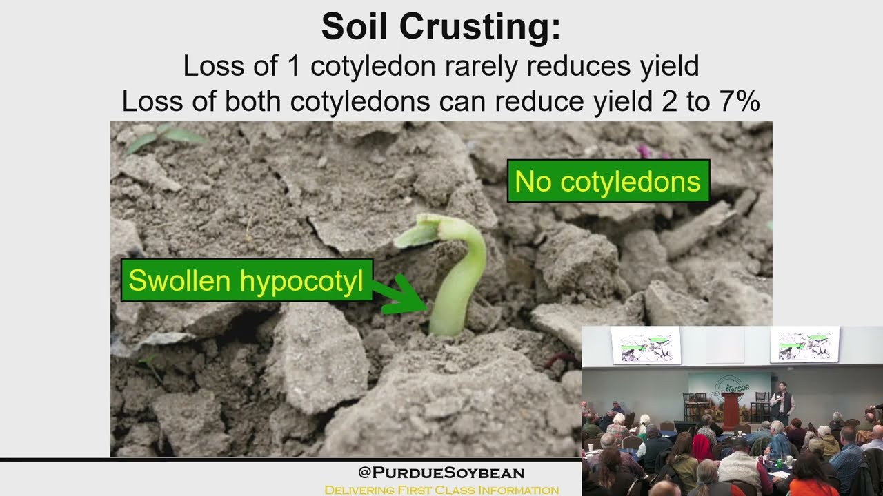 Stress Tested: What Makes or Breaks Soybean