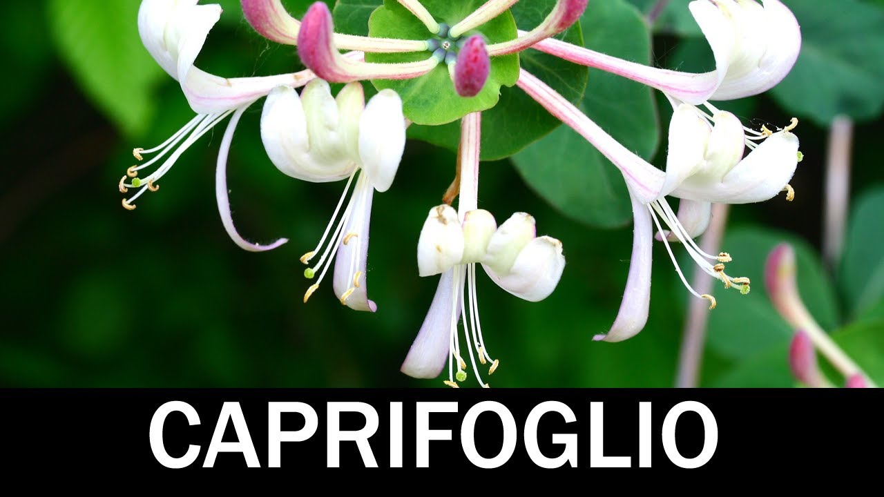 Madreselva o abbracciaboschi è in realtà il Caprifoglio.