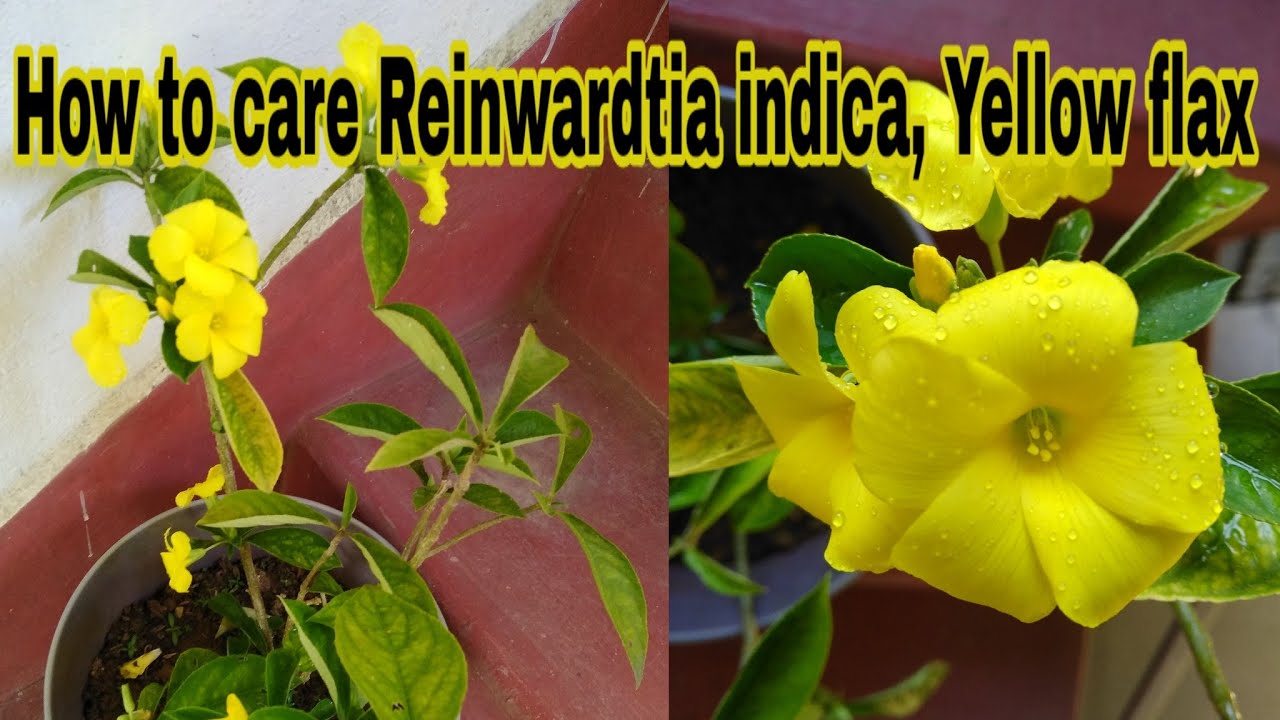 How to care Reinwardtia indica, yellow flax or pyoli, by Garden Gyan