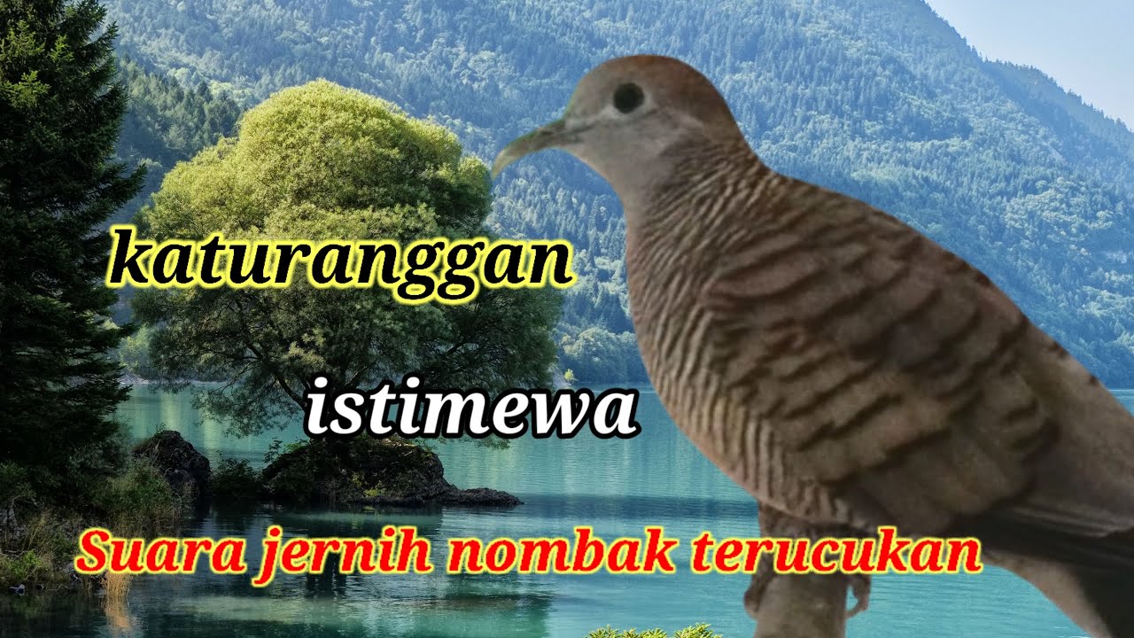 🔴 Pancingan semua jenis perkutut Auto manggung gayer #perkututgacor 