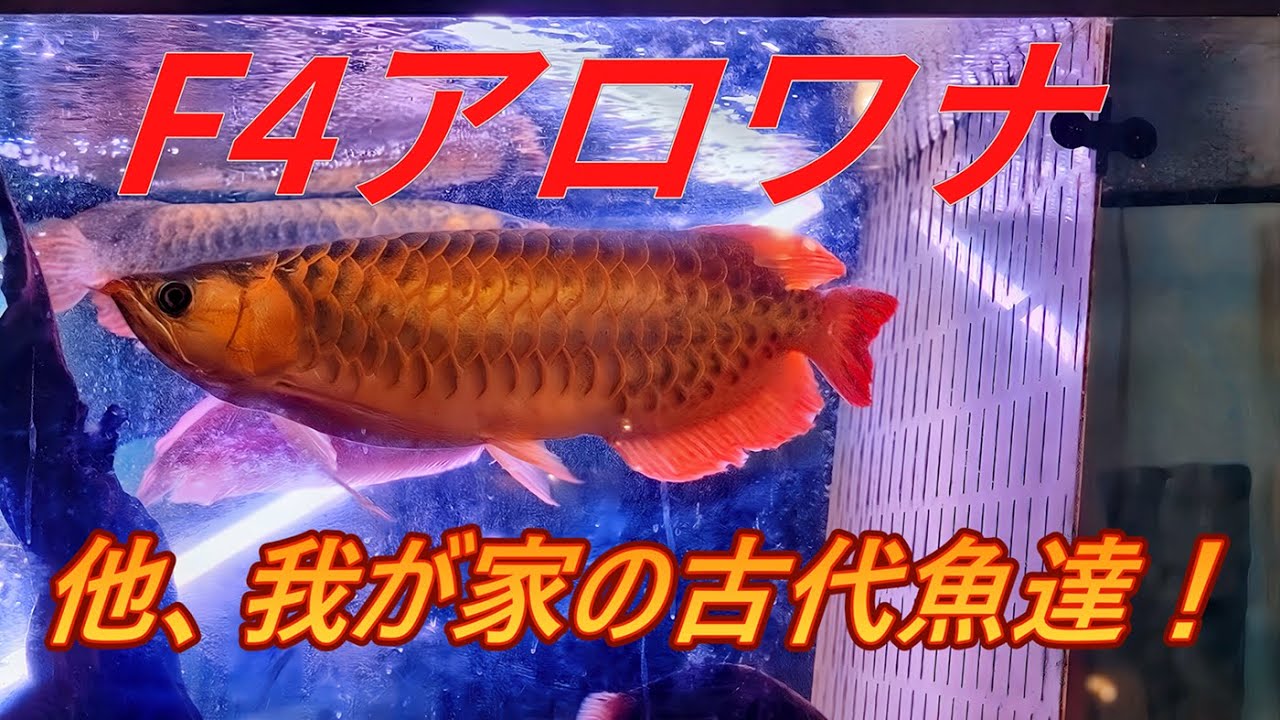 アジアロワナF４　他　我が家の古代魚！