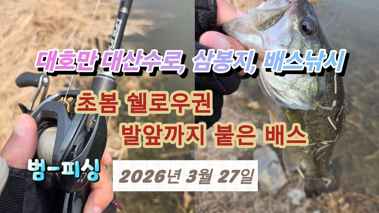 대호만 대산수로, 삼봉지, 배스낚시  초봄 쉘로우권 발앞까지 붙은 배스~