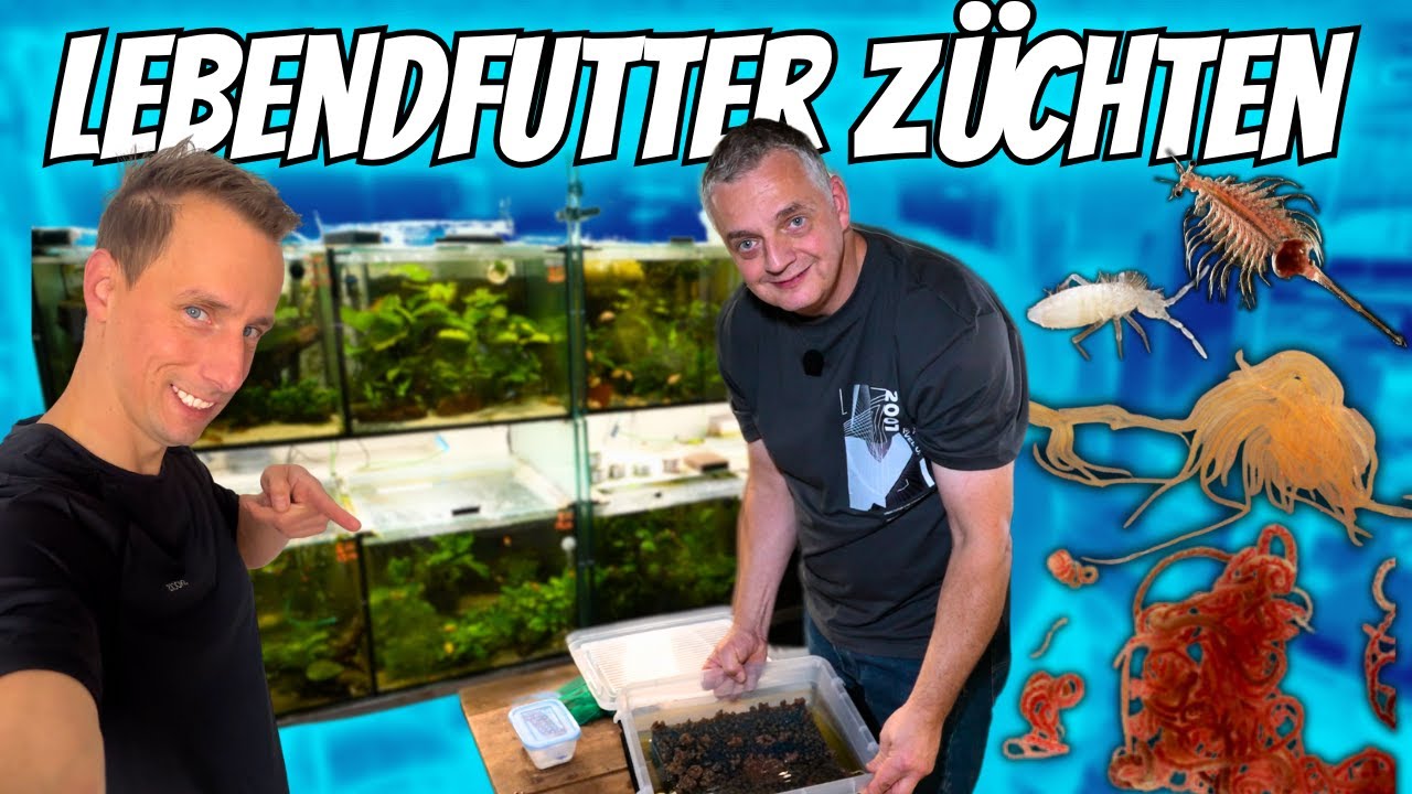 Lebendfutter für Zierfische – so züchtet es Profi Christian Vetter