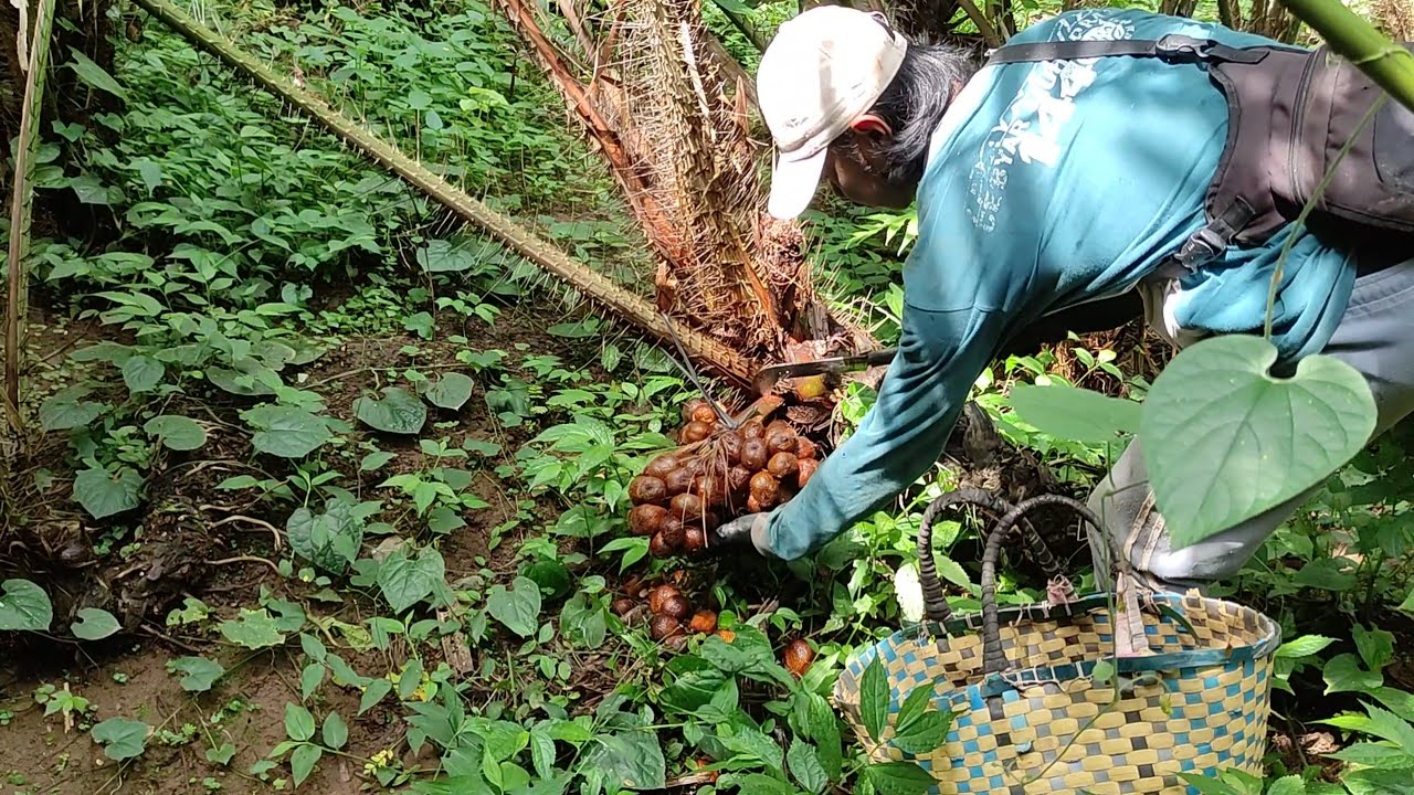 Proses Memuaskan Panen Buah Salak Seharian dan Pengantaran Langsung ke Pembeli