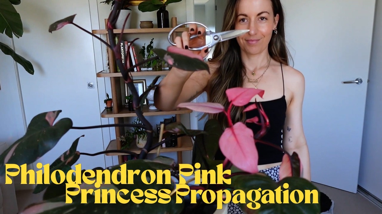 Philodendron Pink Princess Propagation & Care | White Princess Philodendron Plant Propagation Update
