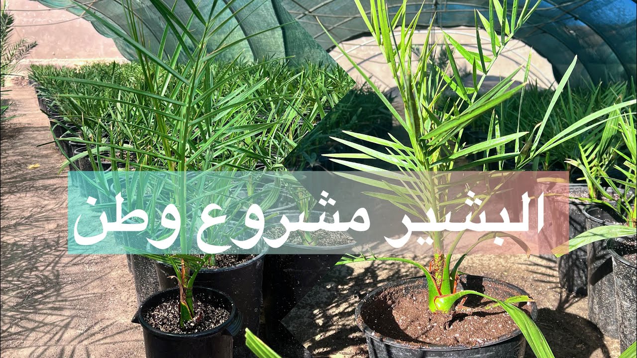 اثمار مزرعة برحي نسيجي في البصرة من تجهيز شركة البشير 07718477886-07870066660 #البشير_مشروع_وطن 