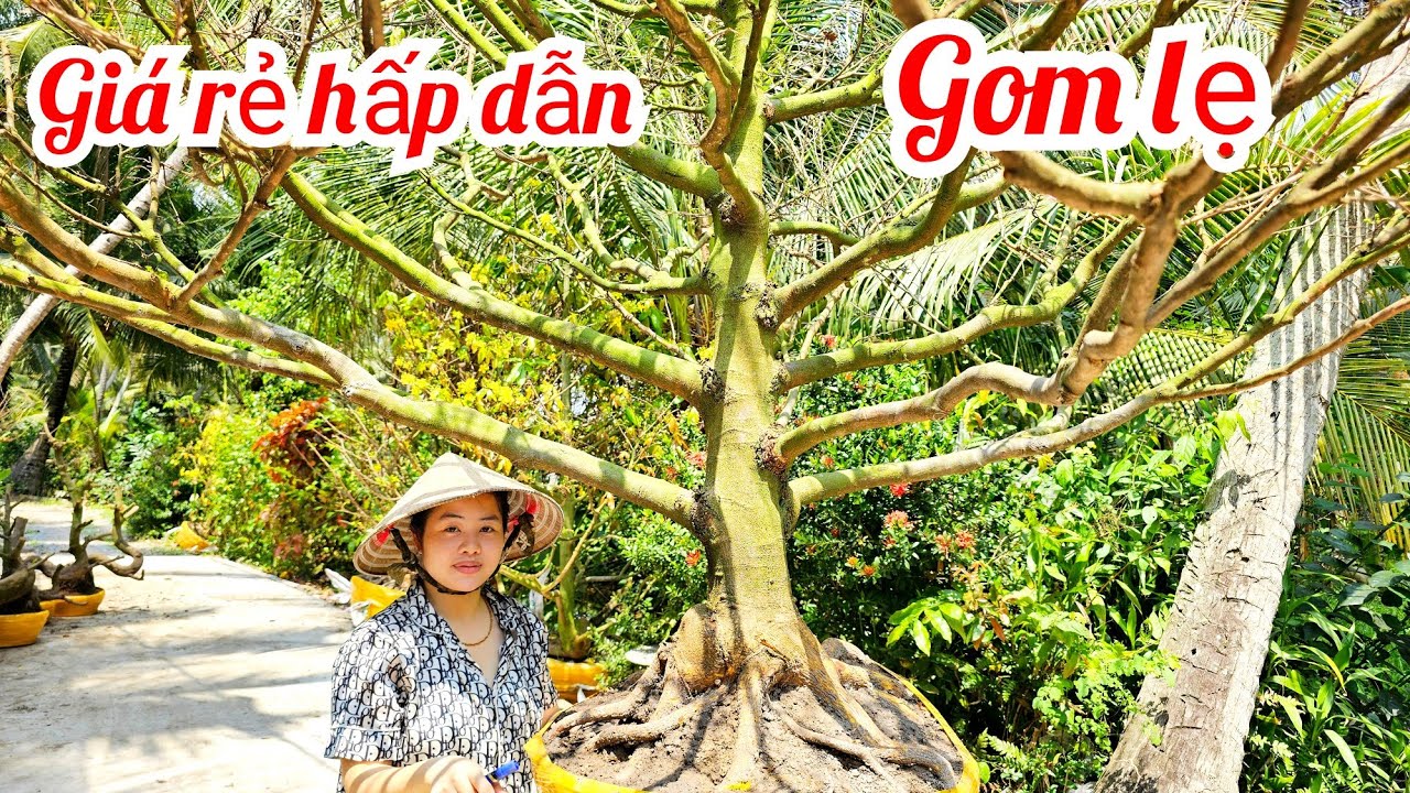 Em Như 📲 0386768133 mới nhập đội mai vàng hoành to giá rẻ 9/3 Chợ Gạo (@MaivàngQuêdừa)
