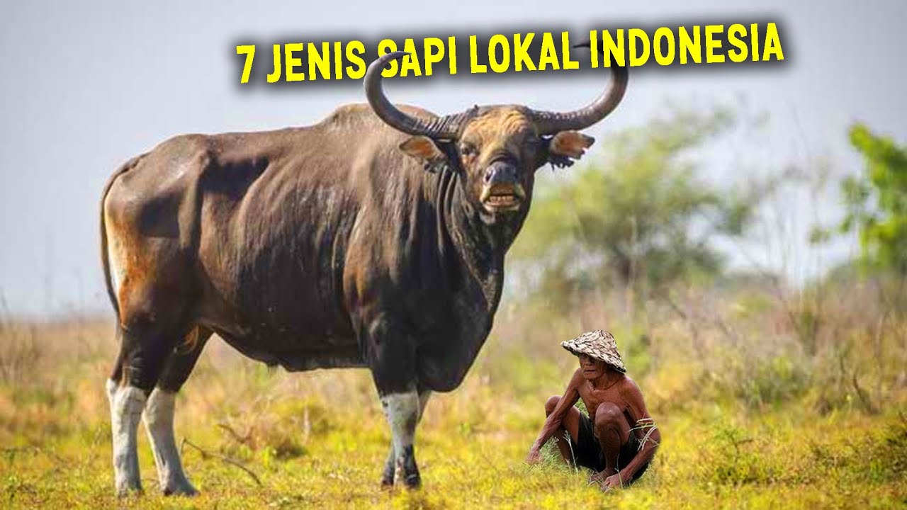 Ada Sapi Bali, Sapi Madura, Sapi Aceh ! 7 Jenis Sapi Lokal Indonesia ~ Sapi Kurban Terbesar 2024