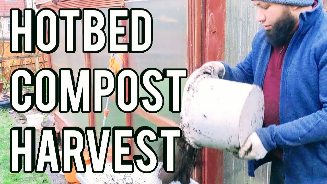 Harvesting Compost From Hotbed - Massive Compost Harvest