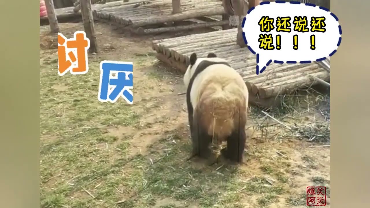 萌兰舅舅金虎话痨出圈名场面金虎没有对象奶妈安慰方式笑不活了【快言快娱】