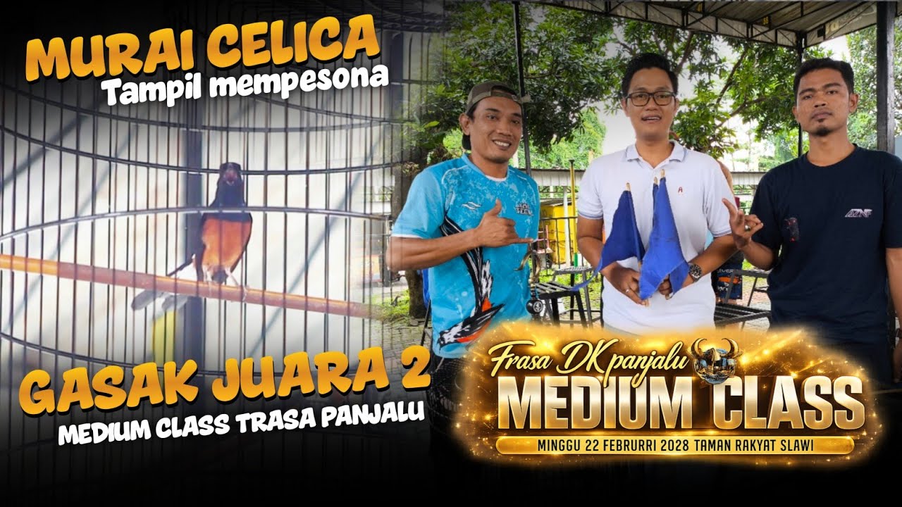 Momen murai celica milik Mr.alfian pradana juara 2 di medium clas taman rakyat slawi