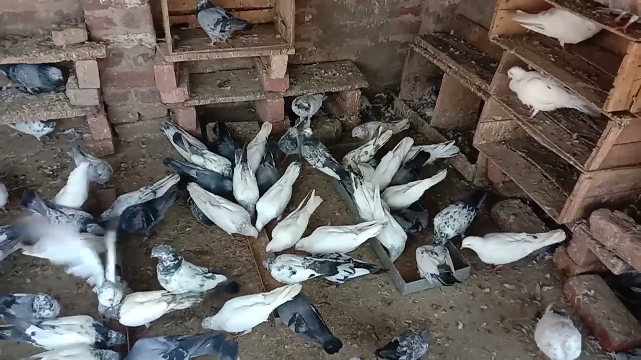 High flying jod#pathe#baby#pigeon#kabutar#fly#video#badshah kabutar
