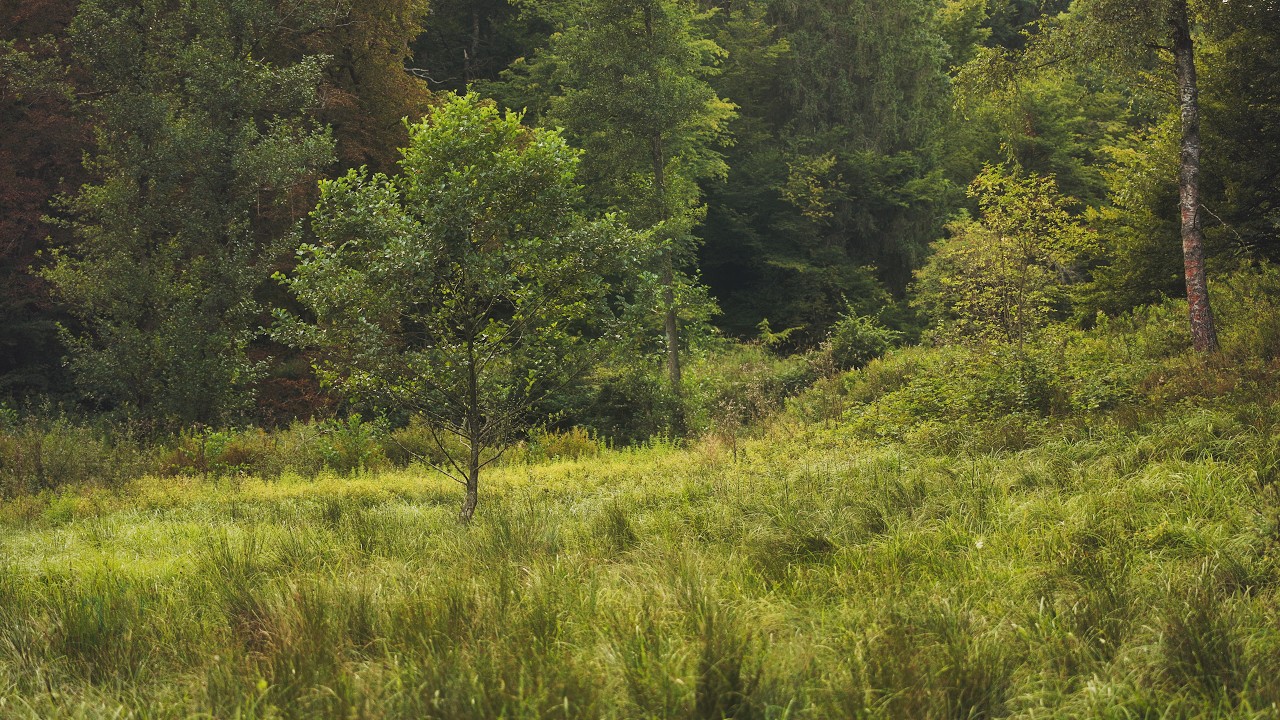 🌳 4K - Relaxing Nature Sounds For Stress Relief, Forest Sounds, Bird Song, No AI