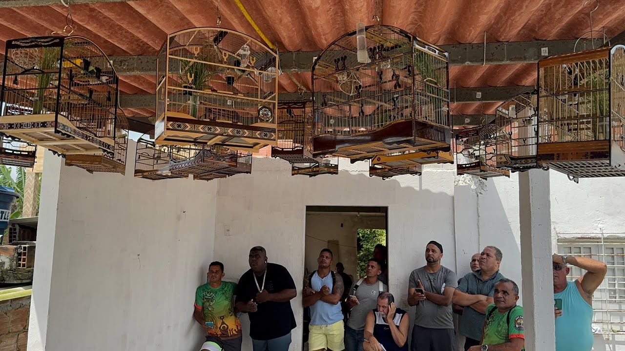 BADERNA DE PAPA CAPIM E COLEIROS TEM NOVO CAMPEÃO VEJA COMO FOI #coleiro