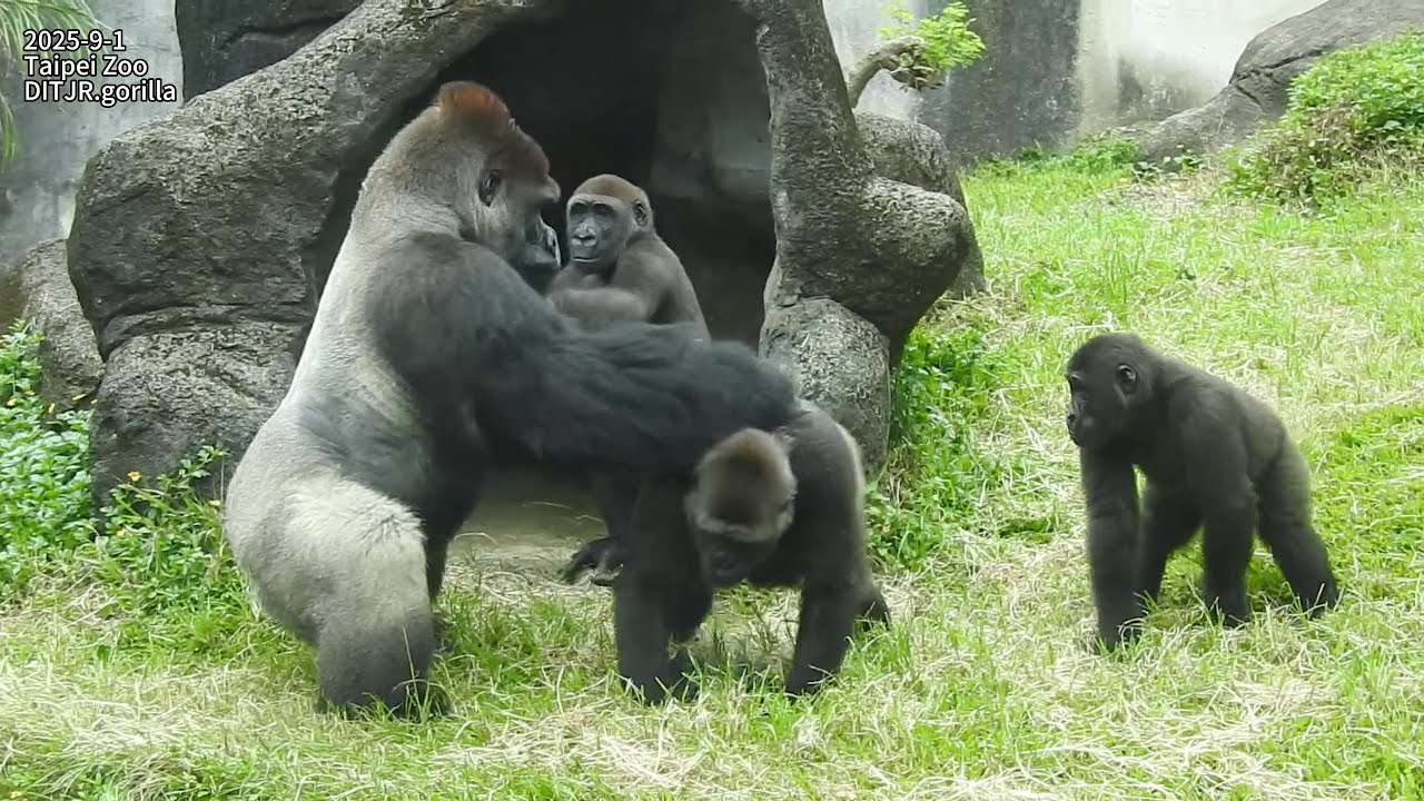 Gorilla D'jeeco family 吃 午餐 / D'jeeco Tayari 邊吃邊互看想生寶寶。Jabali Ringo 邊吃邊玩。跟隨DT見習 2025-9-1 10:41-13:31
