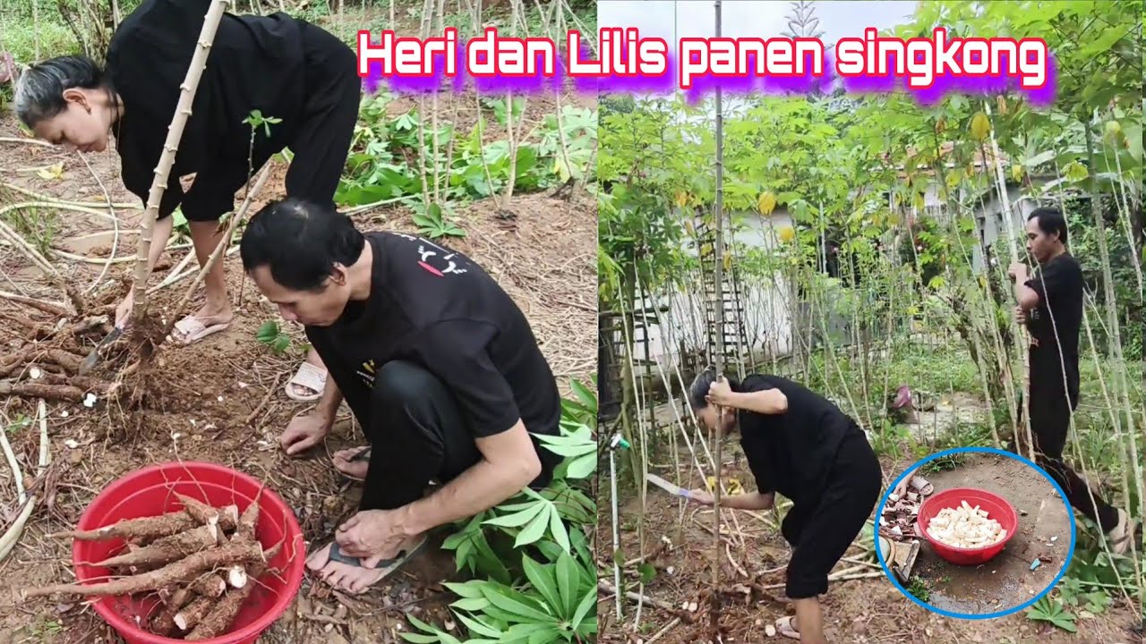 Panen singkong #sinauhurip #egoadriano #petualanganalamdesaku #denisumargo #partitv #sosial #panti 