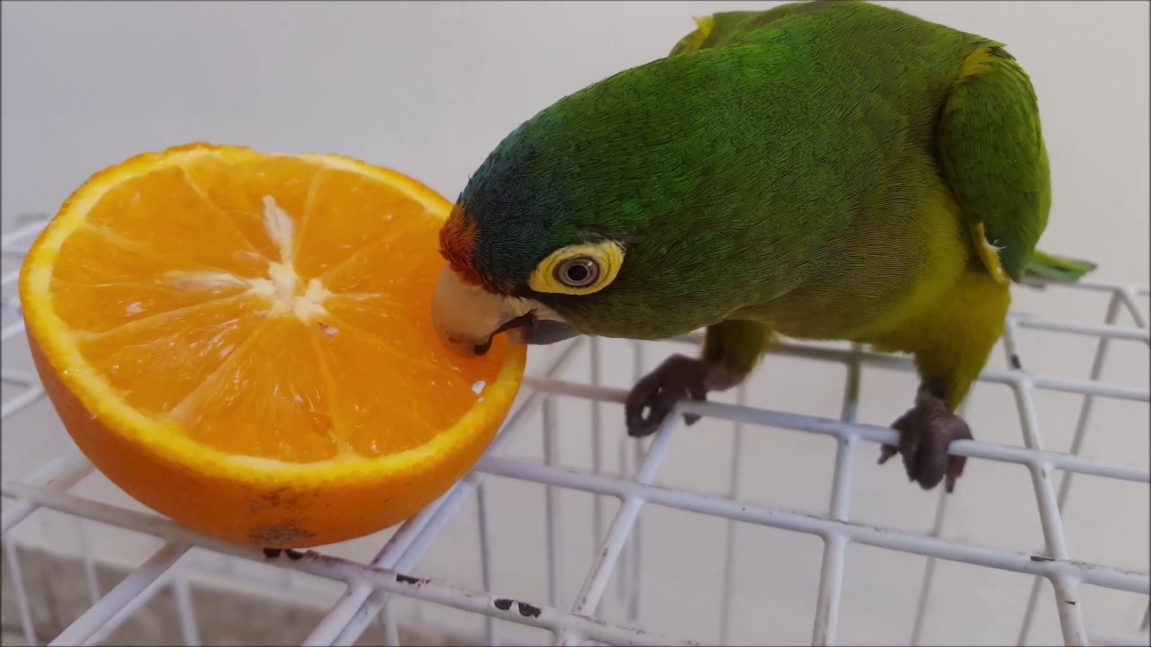 Que comen los pericos (2)