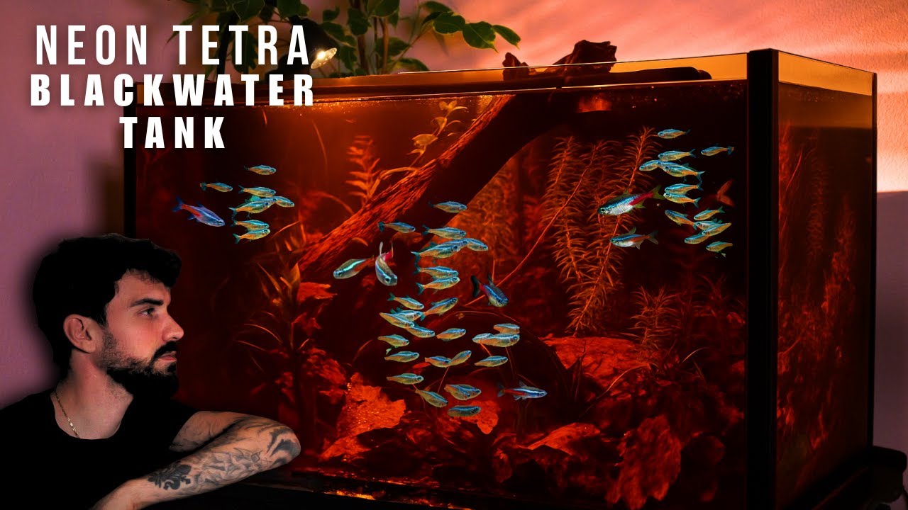 The Blackwater Neon Tetra Aquarium 