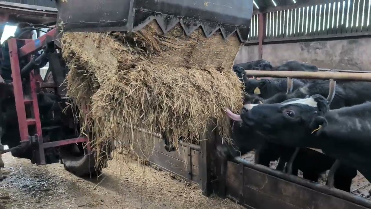 Clean up and fodder